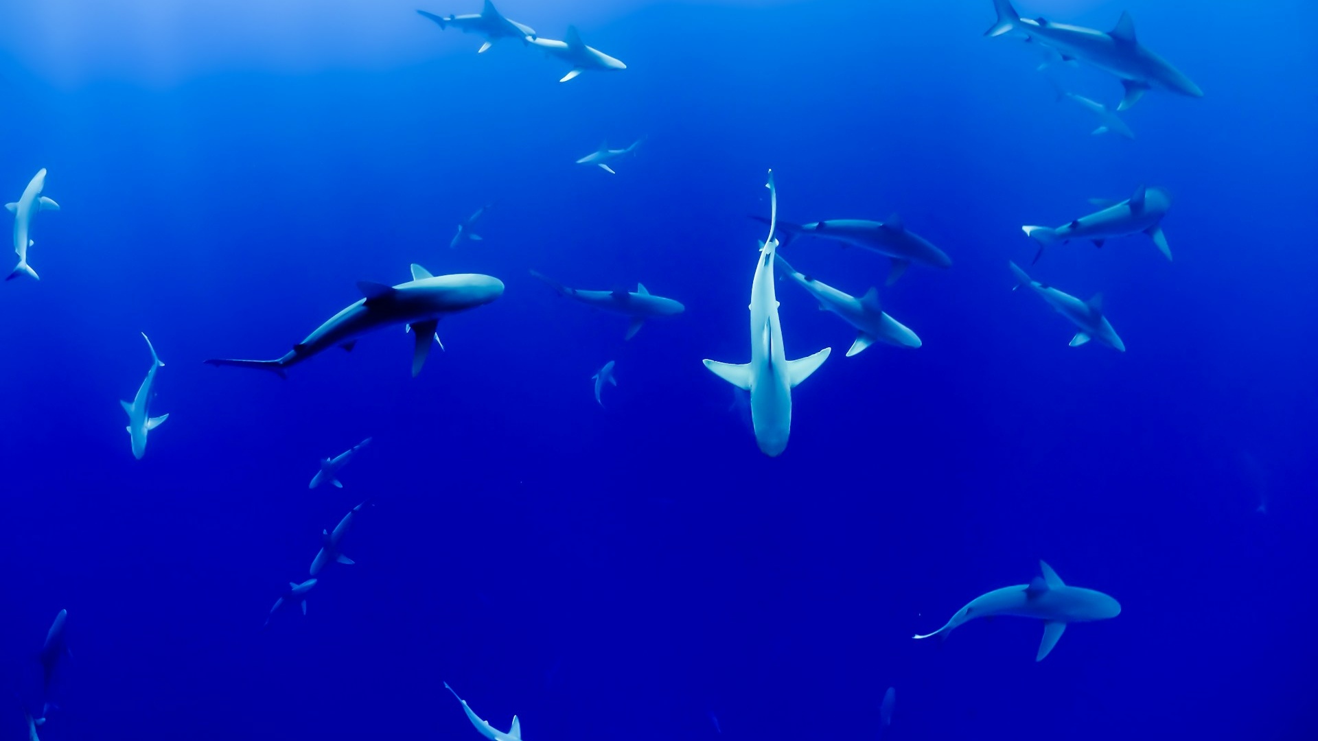 Maldives | Predators of the Reef